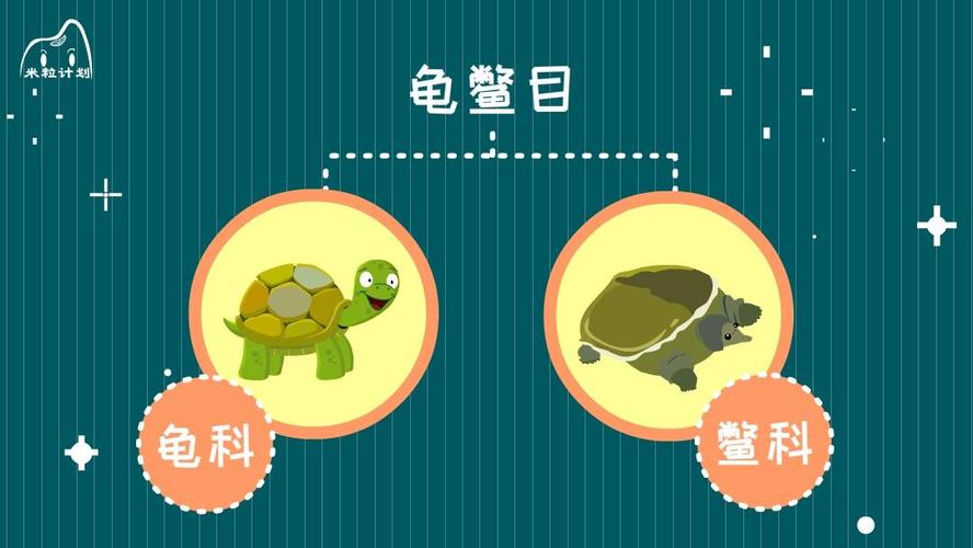 乌龟和王八的区别