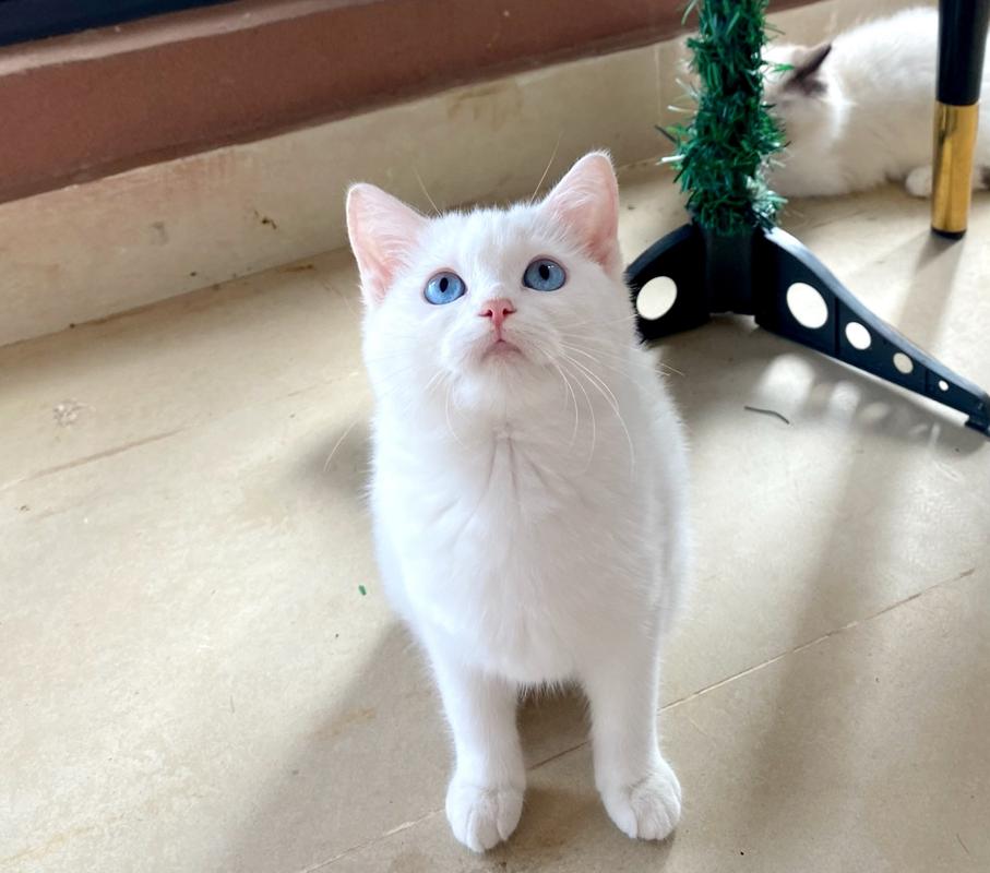 英短蓝白猫图片